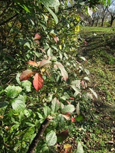 w004437tugawa14