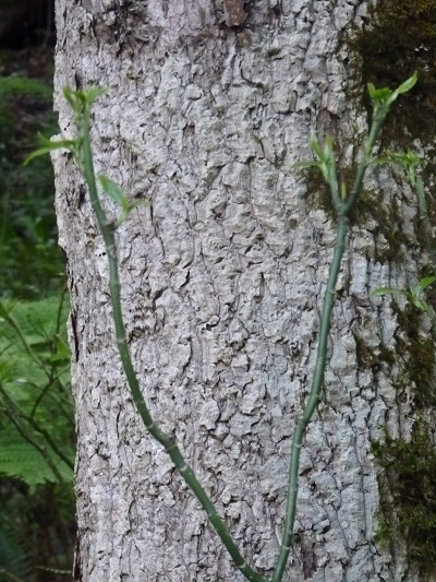 w004437tugawa19