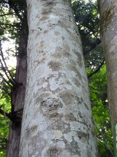 w004437tugawa20