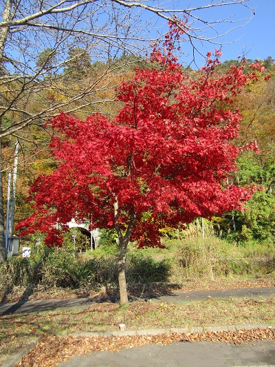 w004437tugawa3