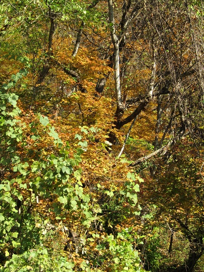 w004437tugawa4