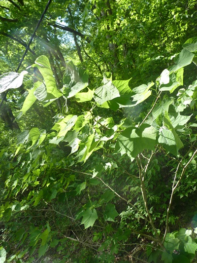 w004437tugawa55