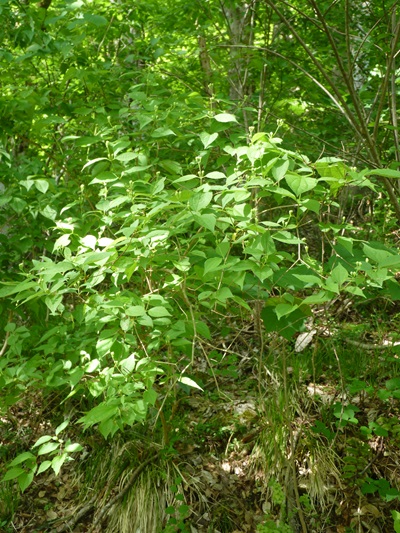 w004437tugawa555