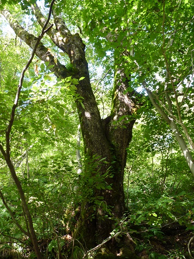 w004437tugawa6