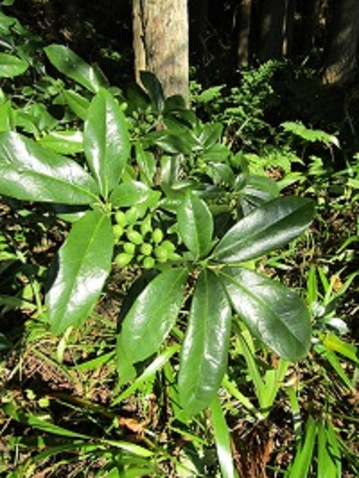 w004437tugawa8