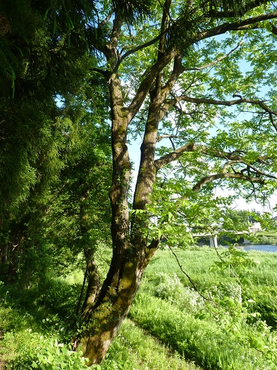 w004437tugawa9
