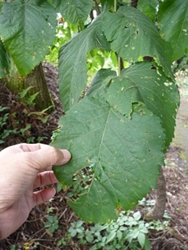w004438iiduka-1