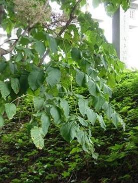 w004438iiduka-2