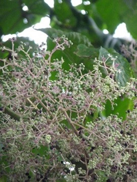 w004438iiduka-3