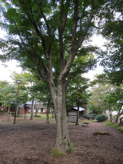 w004438raikouji