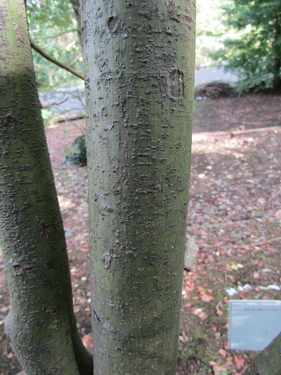 w004438raikouji1-1