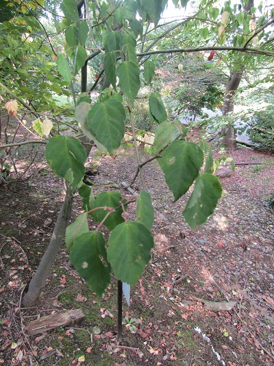 w004438raikouji1