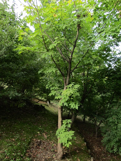 w004438raikouji12
