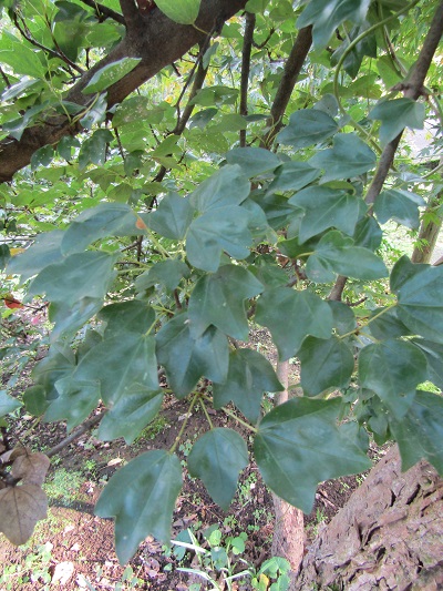 w004438raikouji13