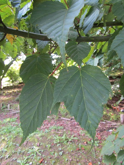 w004438raikouji2-1