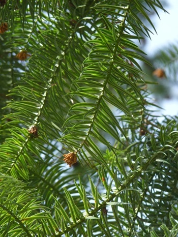 w004441hinoura-2