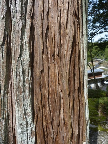w004441hinoura-3
