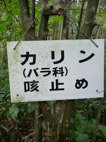 w004442hatae1-3