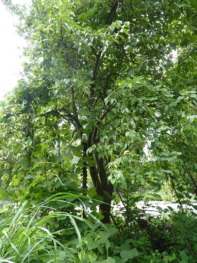 w004442hatae1
