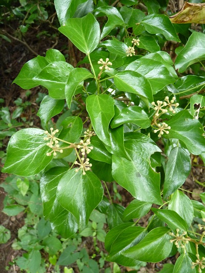 w004442hatae17