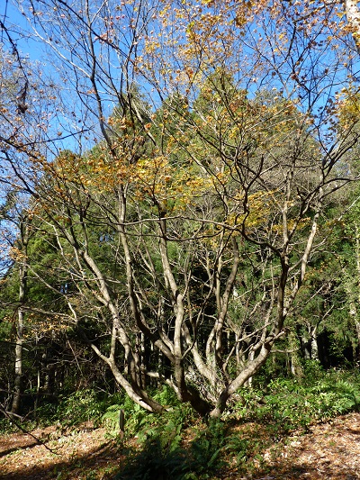 w004442hatae18-1