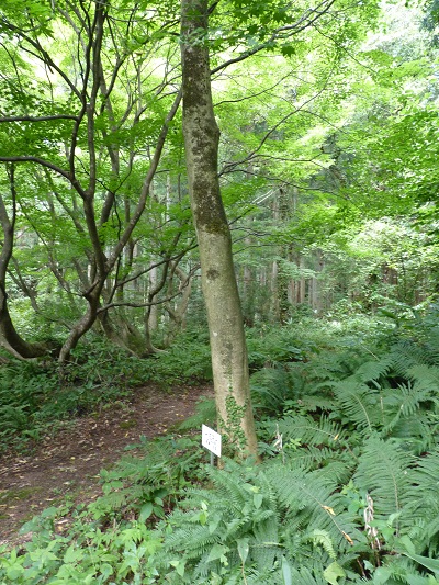 w004442hatae19