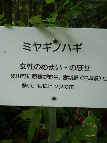 w004442hatae20-2