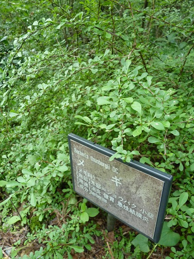 w004442hatae21