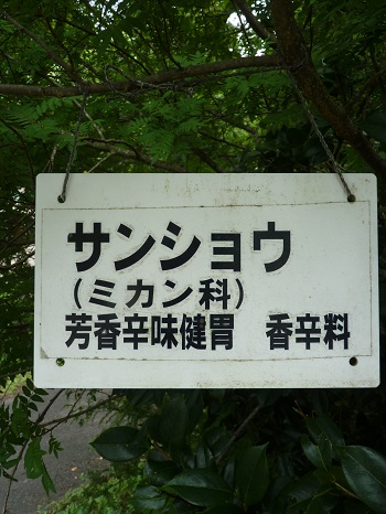 w004442hatae3-2