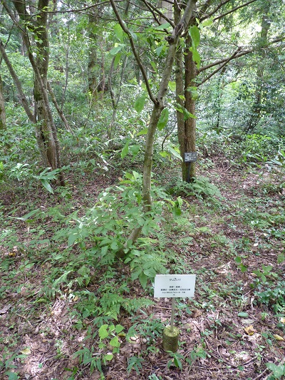 w004442hatae36