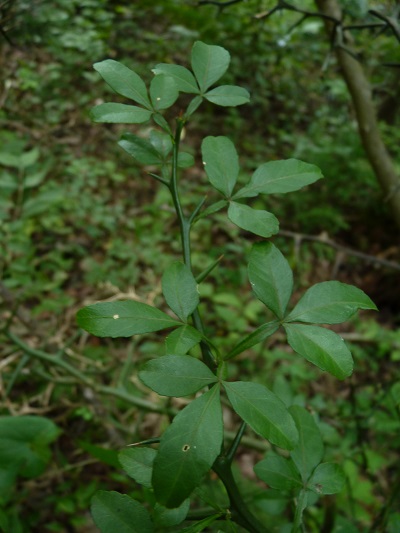w004442hatae37