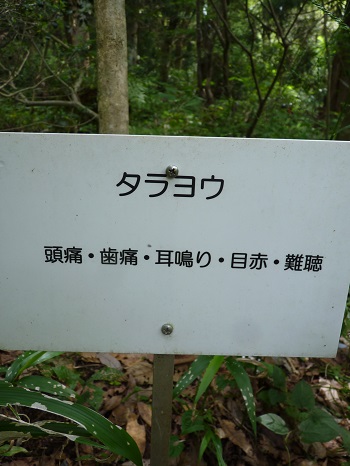 w004442hatae38-2