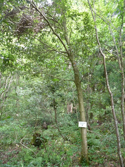 w004442hatae39