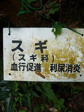 w004442hatae43-1