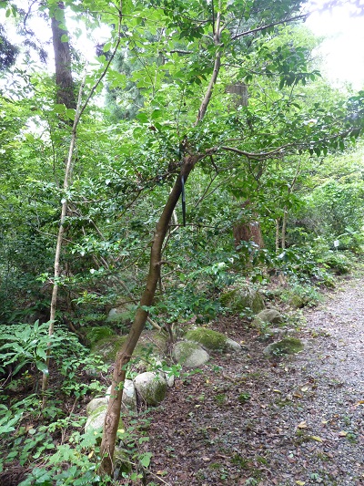 w004442hatae44
