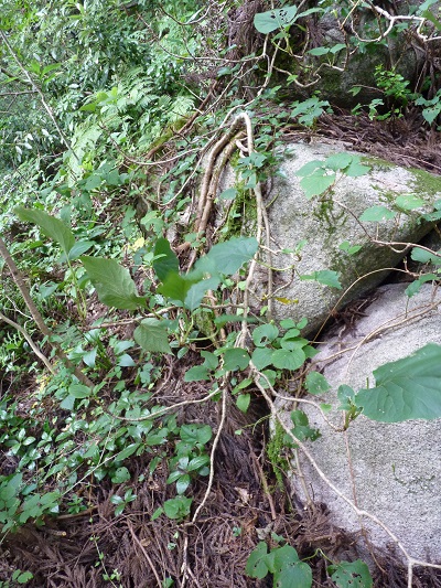 w004442hatae46