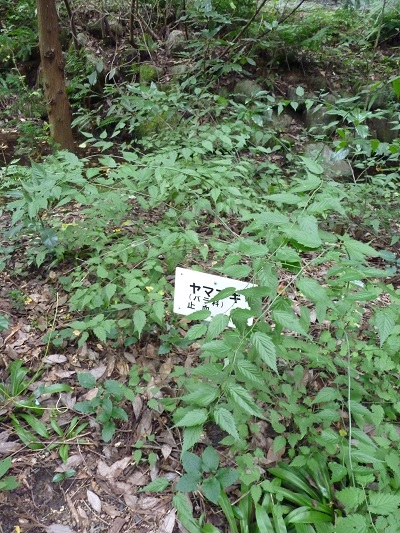 w004442hatae49