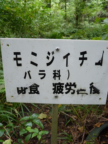 w004442hatae50-1