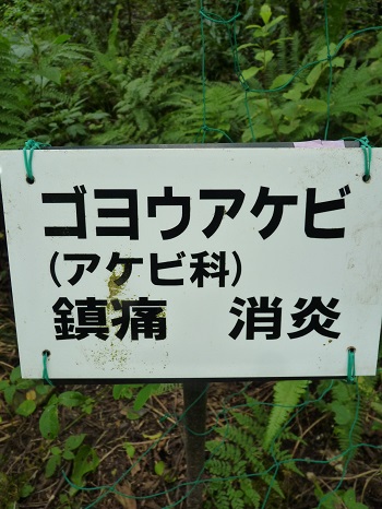 w004442hatae52-1