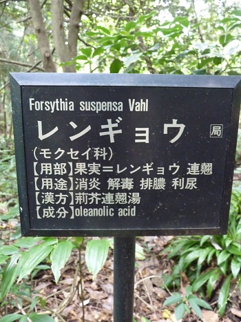 w004442hatae53-1