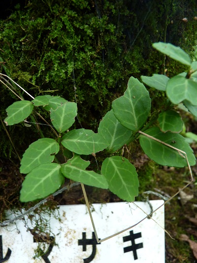 w004442hatae56
