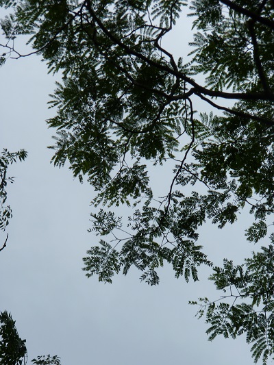 w004442hatae58