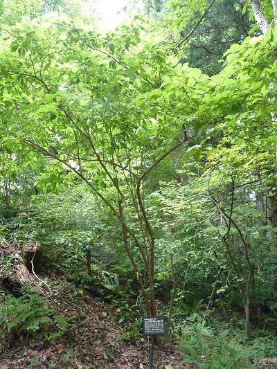 w004442hatae6