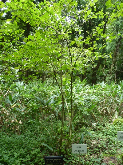 w004442hatae62