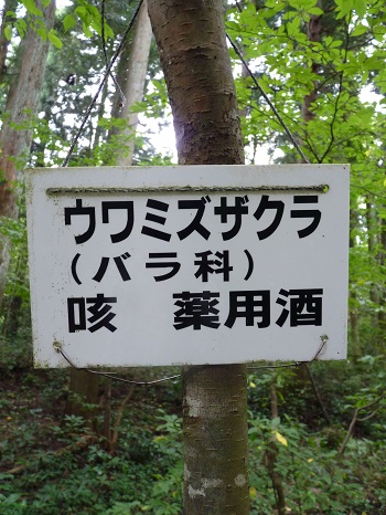 w004442hatae64-3