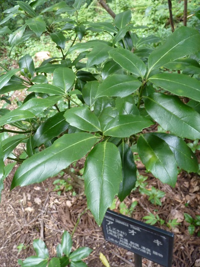 w004442hatae65