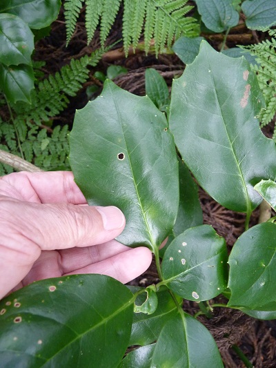 w004442hatae66