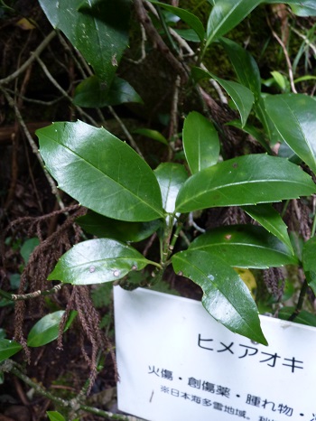 w004442hatae67-1
