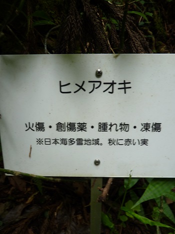 w004442hatae67-2