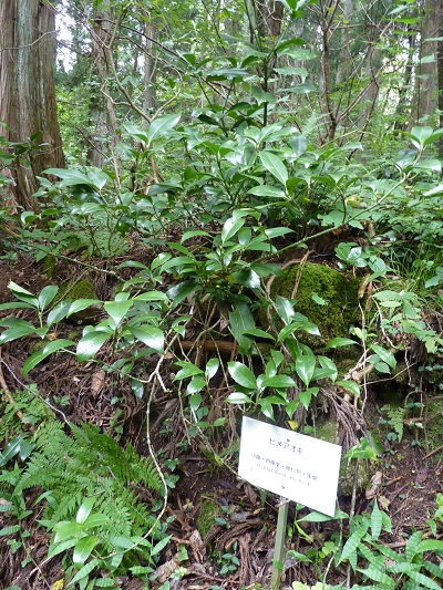 w004442hatae67